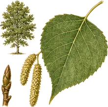 Narrowleaf Cottonwood
