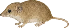 Crawford's Desert Shrew