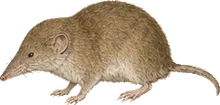 Flores's Desert Shrew