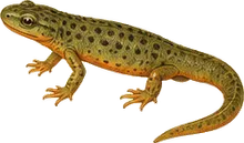 Eastern Newt