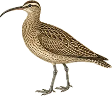 Whimbrel