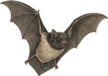 Evening Bat