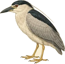 Black-crowned Night-Heron