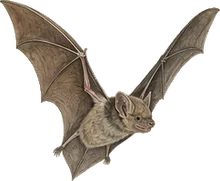 Big Free-tailed Bat
