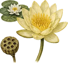 Yellow Water Lily