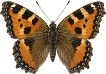 California Tortoiseshell