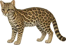 Margay