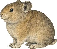 American Pika