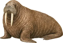 Walrus