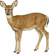 Florida Key Deer