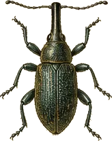 Sunflower Head-clipping Weevil