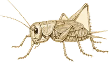 Snowy Tree Cricket