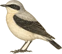 Northern Wheatear