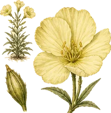 Pale Evening Primrose