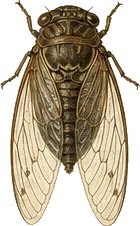 Say's Cicada