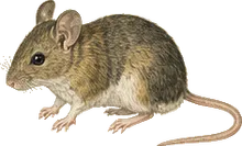 Northern Grasshopper Mouse