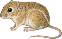 Southern Grasshopper Mouse