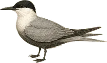 Sooty Tern