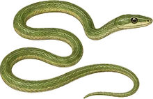 Rough Green Snake