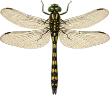 Riffle Snaketail
