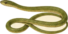 Smooth Green Snake