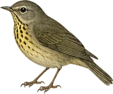 Connecticut Warbler