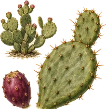 Beavertail Cactus