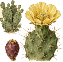 Engelmann's Prickly Pear