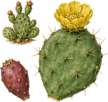 Eastern Prickly Pear