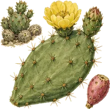 Prickly Pear Cactus