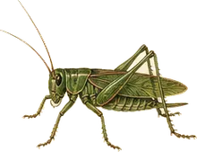 Common Meadow Katydid