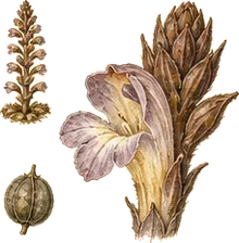 One-flowered Broomrape