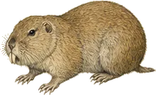 Variable Pocket Gopher