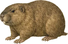 Large Hispid Pocket Gopher