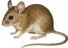 Michoacan Deer Mouse