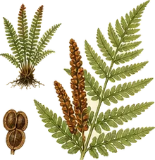Royal Fern