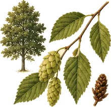 Hophornbeam