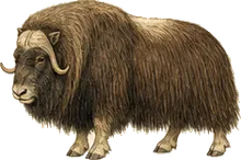 Musk Ox