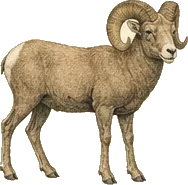 Bighorn Sheep