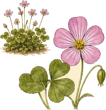 Mountain Wood Sorrel