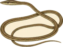 Brown Vine Snake