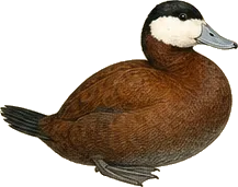 Ruddy Duck