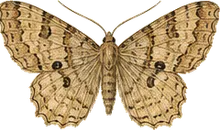 Dark-spotted Palthis Moth