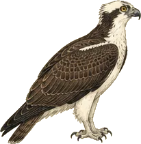 Osprey