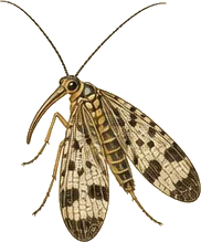 Scorpionfly