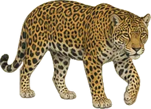 Jaguar