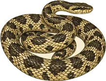 Great Plains Rat Snake