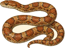 Corn Snake