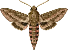 Small-eyed Sphinx