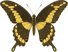 Giant Swallowtail
